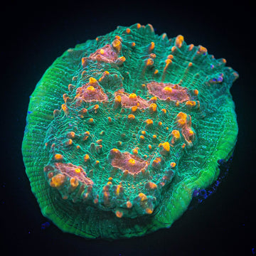 LRO Fukushima Chalice